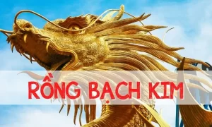 Cách Tránh Lỗi Thường Gặp Khi Sử Dụng Rồng Bạch Kim